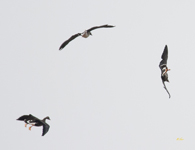 Greater White fronted Geese 1516